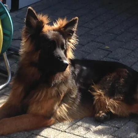 بيت شباب Dormitorium Wohnraum Auf Zeit