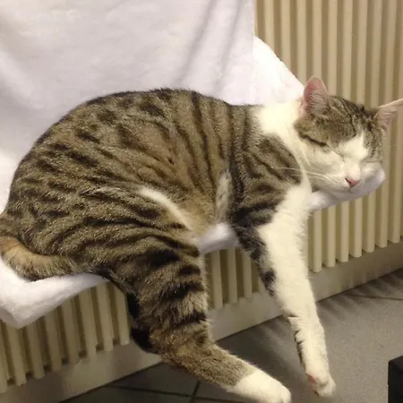 Dormitorium Wohnraum Auf Zeit بيت شباب *