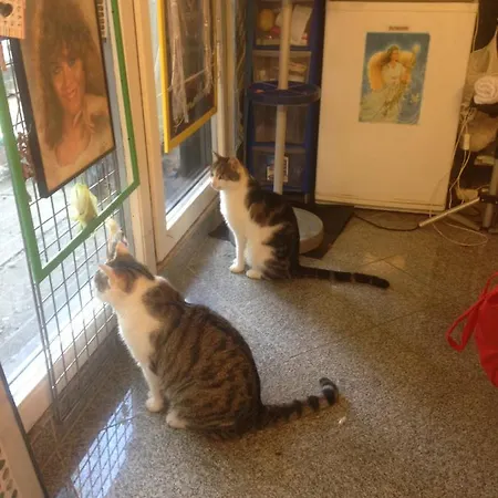 Dormitorium Wohnraum Auf Zeit كارست