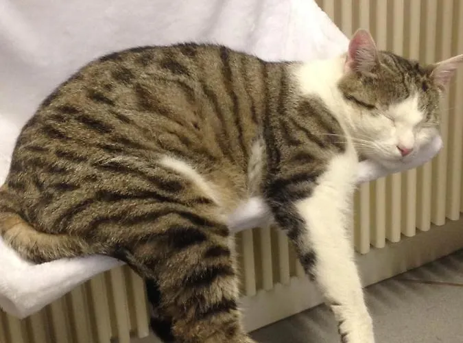 Dormitorium Wohnraum Auf Zeit Auberge de jeunesse *